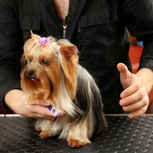 大嘴狗寵物店-約克夏