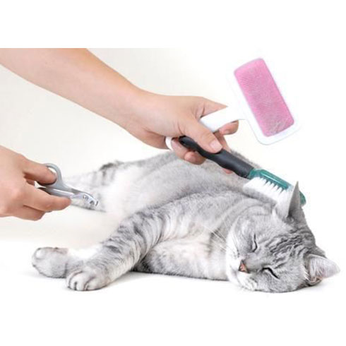 大嘴狗寵物店-修理貓毛